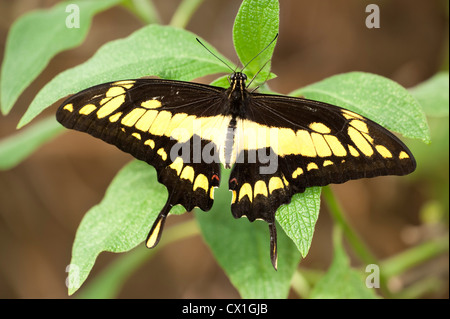 Papillon du machaon Papilio thoas Orange USA King avec des ailes au repos et couleurs noir jaune ouvert Banque D'Images