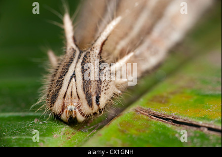 Papillon Caligo eurilochus Owl caterpillar Amérique du Sud et centrale reposant sur des feuilles de banane tête cornue larves Banque D'Images