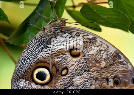 Papillon hibou Caligo memnon reposant sur la centrale et l'Amérique du Sud Banque D'Images