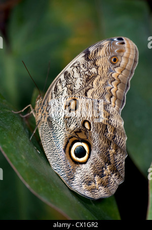 Papillon hibou Caligo memnon reposant sur la centrale et l'Amérique du Sud Banque D'Images