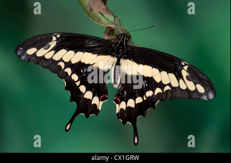 Papillon du machaon Papilio thoas Orange USA King avec des ailes au repos et couleurs noir jaune ouvert Banque D'Images