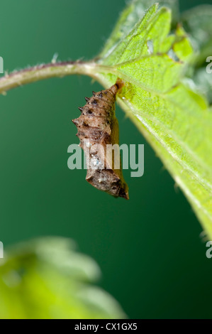 Site pupes Araschnia levana espèces européennes accroché sur la métamorphose des plantes alimentaires ortie Banque D'Images