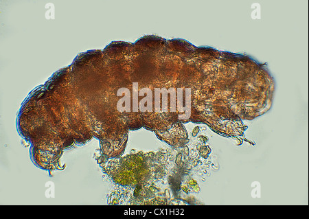 Ours d'eau libre natation microscopiques Tardigrade Phylum Banque D'Images