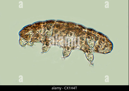 Ours d'eau montrant tous les huit Phylum Tardigrade 8 jambes micro Banque D'Images
