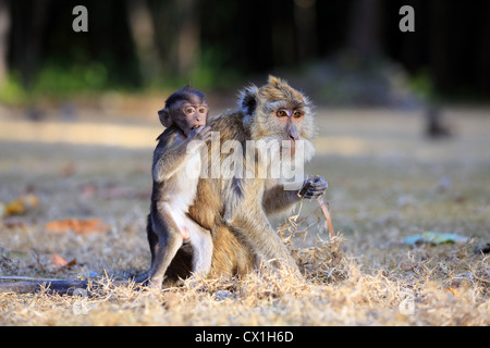 Les singes macaques javanais adultes et bébé à Pangandaran Parc National, l'Ouest de Java Banque D'Images