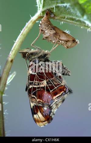 La carte Butterfly Araschnia levana espèces européennes Banque D'Images