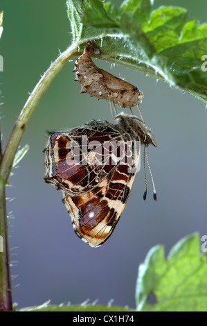 La carte Butterfly Araschnia levana espèces européennes Banque D'Images