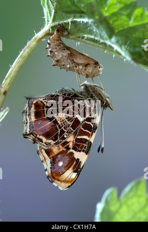 La carte Butterfly Araschnia levana espèces européennes Banque D'Images