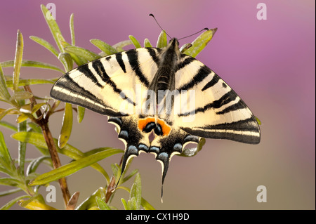 Iphiclides podalirius papillon rare et l'espèce au Moyen-Orient Banque D'Images
