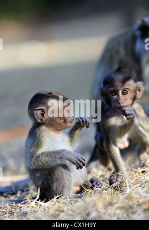 Les singes macaques javanais adultes et bébé à Pangandaran Parc National, l'Ouest de Java Banque D'Images