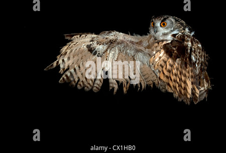 Eagle Owl Bubo bubo européenne KENT UK flying taking off technique photographique à grande vitesse Banque D'Images