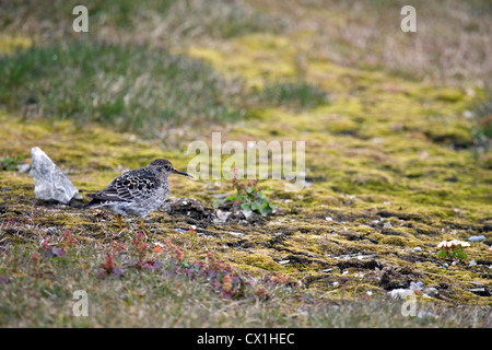 Bécasseau violet (Calidris maritima) sur la toundra arctique à Bjornoya / Bear Island, Svalbard, Spitzberg, Norvège Banque D'Images