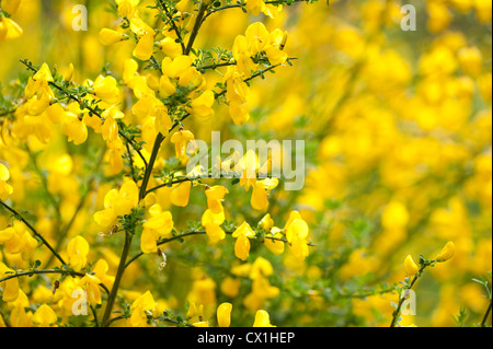 Commune de floraison l'ajonc Ulex europaeus Thornden Kent Woodlands UK Kent Wildlife Trust Banque D'Images