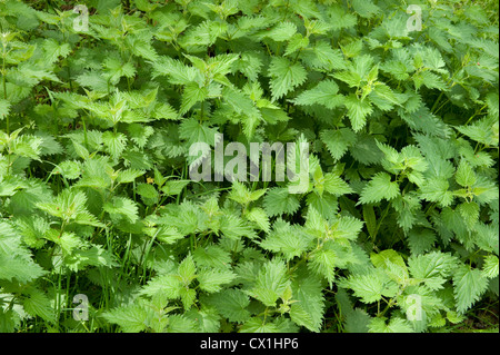 La grande Ortie Urtica dioica Ortie commune Kent Woodlands Thornden UK Kent Wildlife Trust Banque D'Images