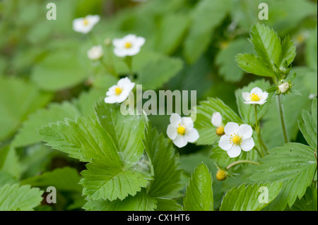 Les fraises des bois ou fraises des bois Fragaria vesca Thornden Kent Woodlands UK Kent Wildlife Trust Banque D'Images