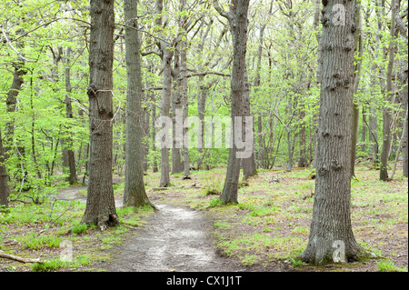 Sentier à travers bois East Blean Kent Woodlands UK Kent Wildlife Trust Banque D'Images