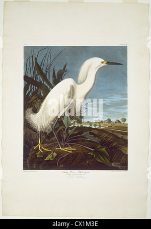 Robert Havell après John James Audubon, Snowy Heron, ou l'Aigrette, américain, 1793 - 1878, 1835, à la main, gravure et aquat Banque D'Images