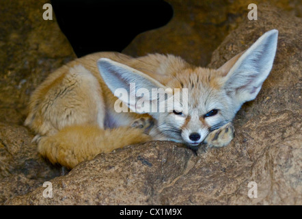 Fennec Fox (Vulpes zerda) Banque D'Images