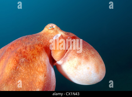 La pieuvre géante du Pacifique Nord, du Pacifique ou pieuvre géante, (Enteroctopus dofleini). La mer du Japon, Extrême-Orient, Primorsky Krai, Russie Banque D'Images