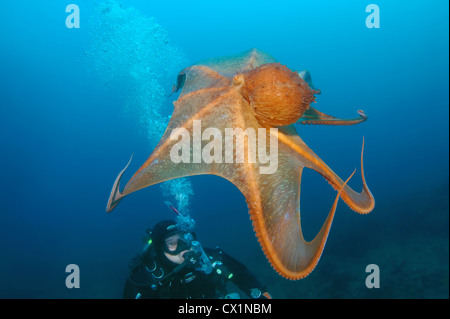 La pieuvre géante du Pacifique Nord, du Pacifique ou pieuvre géante, (Enteroctopus dofleini). La mer du Japon, Extrême-Orient, Primorsky Krai, Russie Banque D'Images