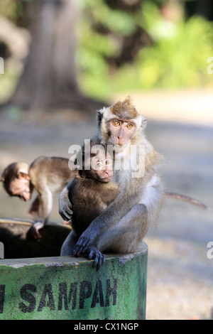 Les singes macaques javanais adultes et bébé à Pangandaran Parc National, l'Ouest de Java Banque D'Images