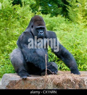 Retour d'argent, Gorilla gorilla gorilla,à la Durrell Wildlife Conservation Trust Trinity Jersey Channel Isles. Banque D'Images