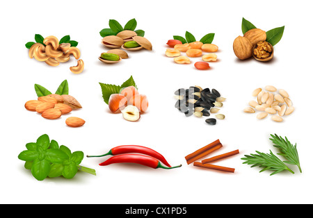 Grand ensemble d'écrous et graines mûres et épices Vector Banque D'Images