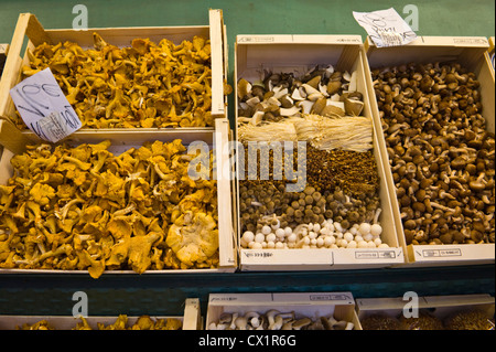 Variétés de champignons en vente sur stall dans Mercat St Josep marché alimentaire de la Boqueria Ramblas de Barcelone Catalogne Espagne ES Banque D'Images