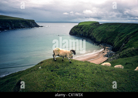 Les moutons le long des falaises de Moher Irlande Shannon au cours d'une tempête Banque D'Images