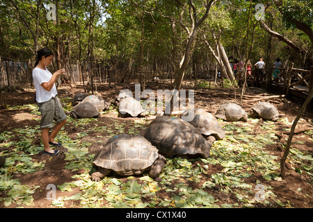 Les touristes avec la colonie de tortues géantes d'Aldabra, (Aldabrachelys gigantea), l'île de prison, l'Afrique de Zanzibar Banque D'Images