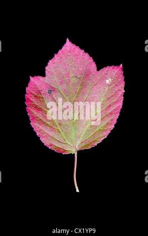 Feuilles de canneberge (High-Bush Viburnum edule) deviennent rouges à l'automne sur un fond noir. L'Alaska, USA. Banque D'Images