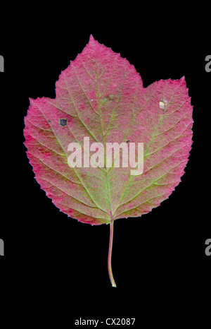 Feuilles de canneberge (High-Bush Viburnum edule) deviennent rouges à l'automne sur un fond noir. L'Alaska, USA. Banque D'Images