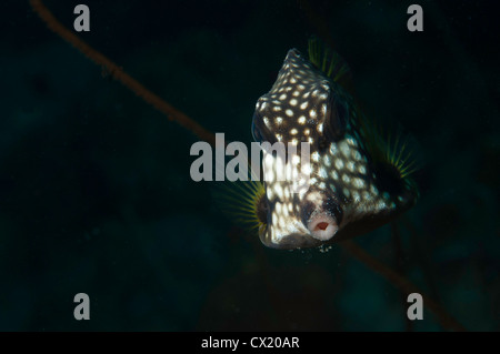 (Lactophrys triqueter) sur le sous-marin trunkfish lisse divesite de manche à Bonaire, Antilles néerlandaises Banque D'Images