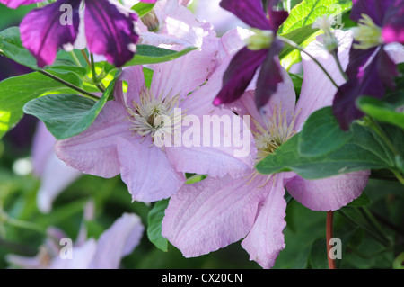 Clematis fleurit en été Banque D'Images