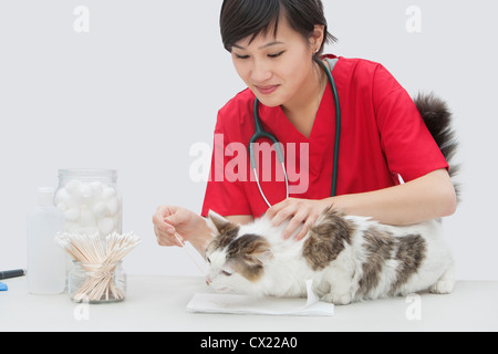 Femme de ménage asiatique vétérinaire cat's ear avec coton-tige à l'arrière-plan gris Banque D'Images