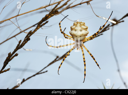 Spider argiope lobée sur le web dans les herbes Banque D'Images