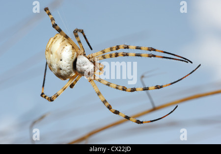 Spider argiope lobée sur le web dans les herbes Banque D'Images