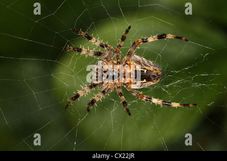 Jardin commun ou Diadem sur spider web orb. Banque D'Images