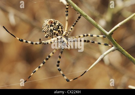 Spider argiope lobée sur le web dans les herbes Banque D'Images