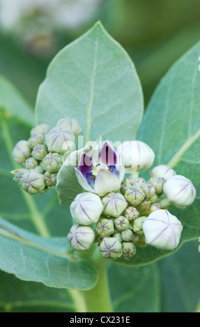 Les fleurs du pommier de Sodome (calotropis procera) Banque D'Images