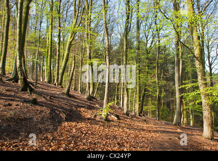 Bois de hêtre, ressort avec une nouvelle croissance dynamique Cannock Chase Salon de beauté naturelle exceptionnelle au printemps Staffordshire Banque D'Images