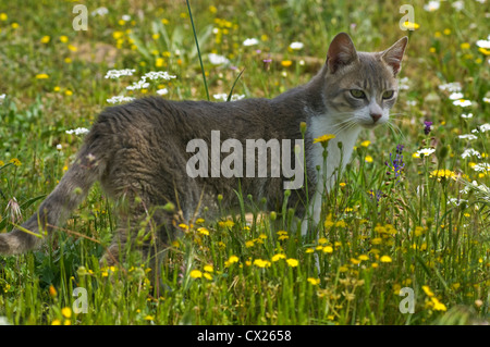 Jeune chat debout dans la prairie en fleurs Banque D'Images