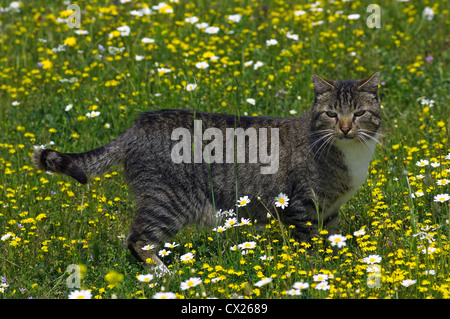 Chat tigré standing in meadow floraison looking at camera Banque D'Images