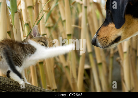 Chaton répond à chien Banque D'Images