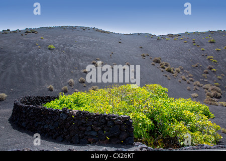 La Geria Lanzarote vignoble sur un sol volcanique noir en Canaries Banque D'Images