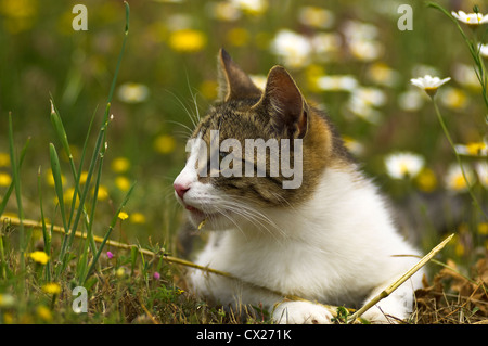 Jeune chat couché dans la prairie à côté de floraison Banque D'Images