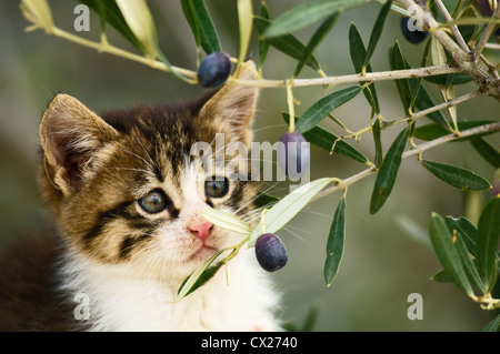 Environ six semaines chaton regarder curieusement les olives dans un olivier Banque D'Images