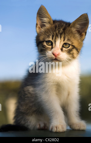 Portrait d'un chaton de deux mois contre le ciel bleu Banque D'Images