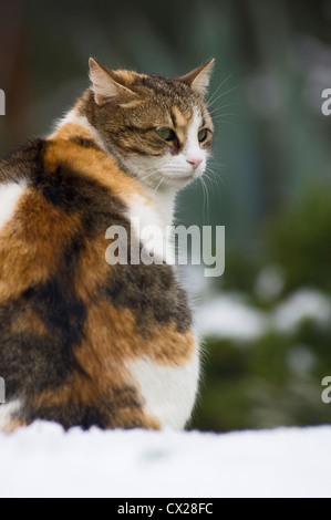 Vue arrière d'une écaille de cat assis dans la neige tournant la tête en arrière Banque D'Images