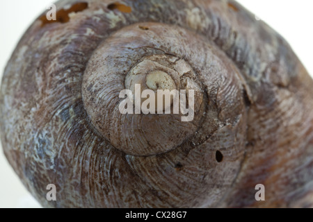 Extreme close up d'une coquille d'escargot de jardin - une image d'arrière-plan idéal Banque D'Images